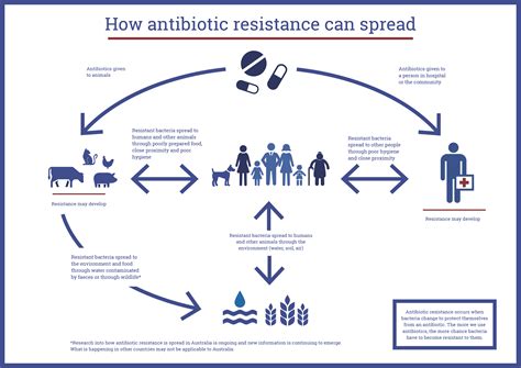 Infographic - How antibiotic resistance can spread | Antimicrobial resistance