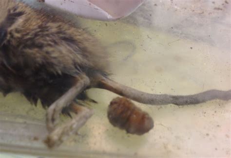 Bot Fly Larvae emerge from Mouse - What's That Bug?