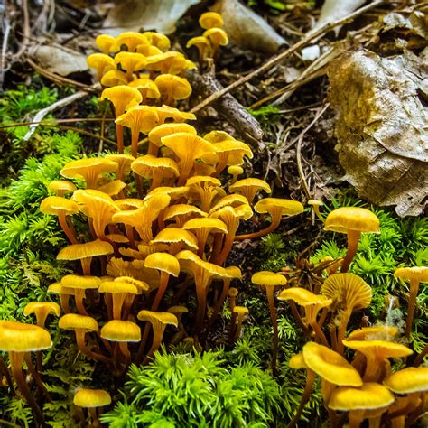 Fungi Forest Photograph by Marc Novell