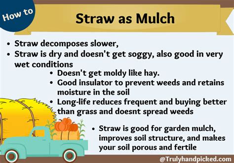 Hay Mulching Vs Straw Mulching: Why Use Straw for Mulching?