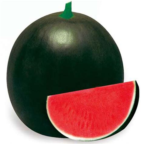 SEEDLESS WATERMELON VARIETY – TRIPLOID (3X) #988 – Asian and tropical vegetable seeds