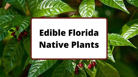 Edible Florida Native Plants | Learn with Living Roots