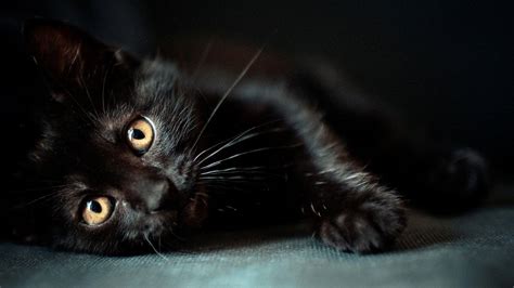 Black Cats Wallpapers - Wallpaper Cave