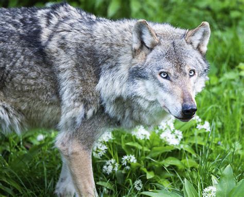 The return of the wolf: Wild cubs born in the Netherlands