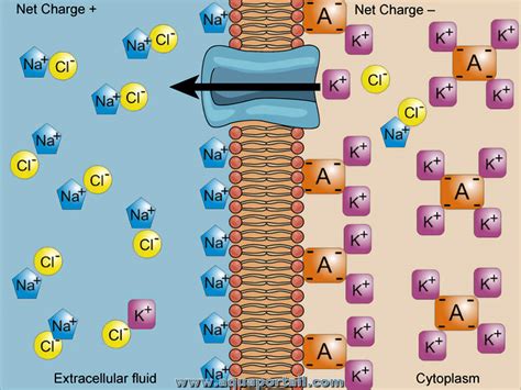 Gradient électrochimique : définition et explications