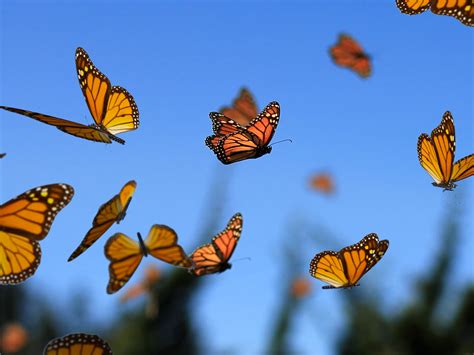 The Amazing Monarch Butterfly Migration | Think Blue Marble