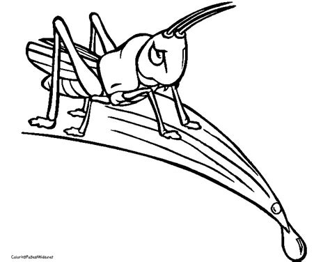 Cricket Insect Coloring Page Coloring Pages