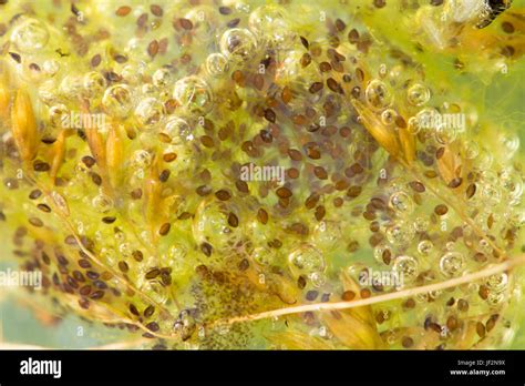 Dragonfly eggs hi-res stock photography and images - Alamy