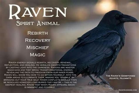 Pin by WillowRaven on Pagan - BOS - Animal Totems & Familiars | Raven spirit animal, Crow spirit ...