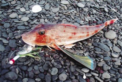 Gurnard - surfcasting tips and techniques - The Fishing Website