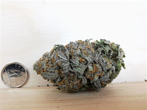 Buy AAAA Orange Push Pop Online Canada| BuyWeed247