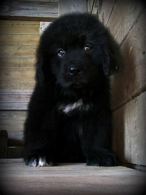 834 best Newfoundland Dog and Labrador Retriever images on Pinterest ...