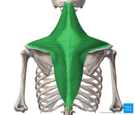 Trapezius muscle: Anatomy, origins, insertions, actions | Kenhub