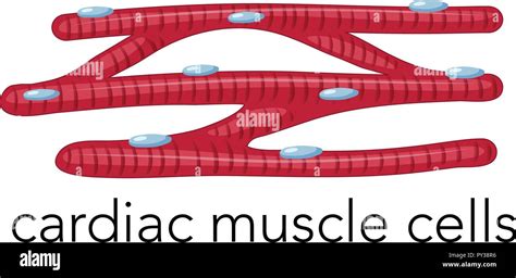 Cardiac Muscle Cell Diagram