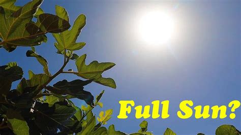 Can Fruit Trees Survive Desert Sun? | Full Sun vs Shade - YouTube