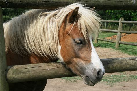 My Little Pony Free Stock Photo - Public Domain Pictures