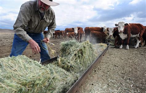 U.S. Cattle Ranchers Size Up Trump's Beef With NAFTA | Here & Now