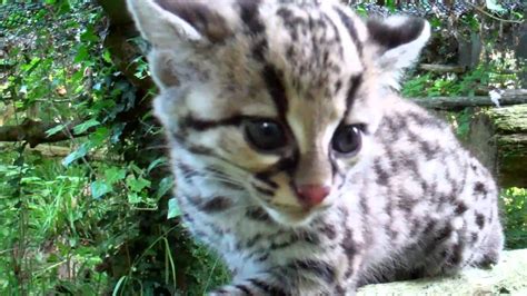 Margay kitten - YouTube