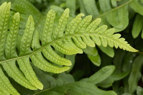 Polypodium vulgare (Common Polypody)