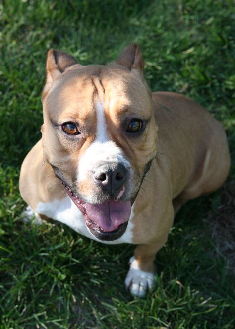 Pit Bull / English Bulldog Mix - Twinkie | Mid-America Bully Breed Rescue