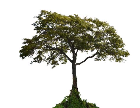 Tree with Plants PNG Image - PurePNG | Free transparent CC0 PNG Image Library