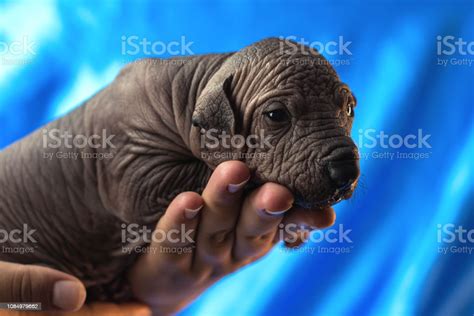 Newborn Dog Mexican Xoloitzcuintle Puppies One Week Old In The Hand ...