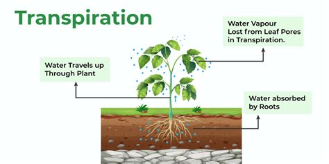 Transpiration in Plants-Types, Factors, and Significance