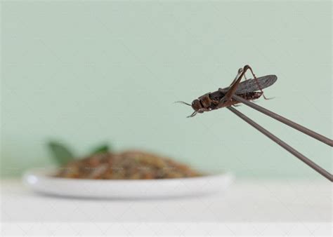 Edible Insects - Stock Photos | Motion Array