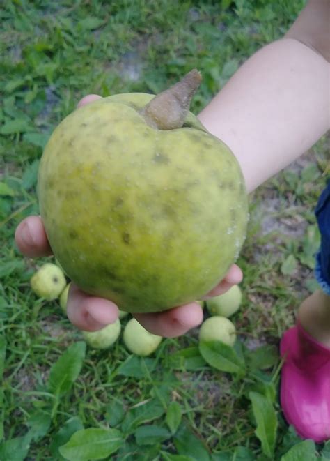 Enjoy the Florida Sand Pear - UF/IFAS Extension Columbia County