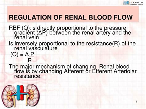 PPT - Block: URIN 313 Physiology of THE URINARY SYSTEM Lecture 7 ...