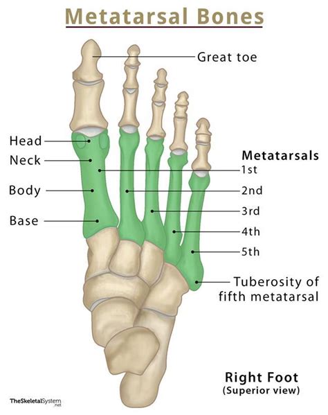 Metatarsals And Tarsals