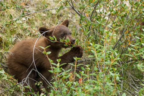 Grizzly bear cub and a couple of trees | Christopher Martin Photography