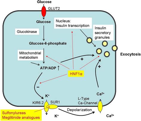 Meglitinide Analogues in Adolescent Patients With HNF1A-MODY (MODY 3) | Case Reports | Pediatrics