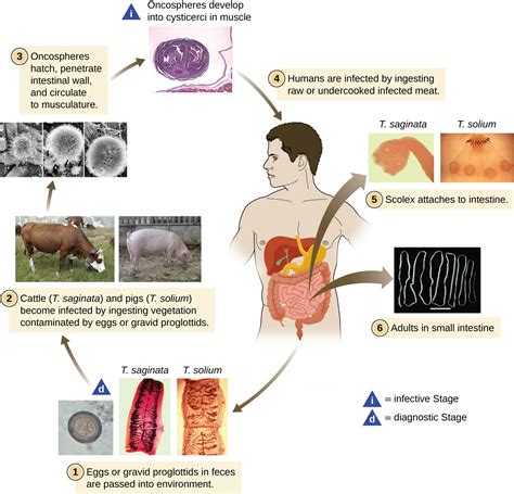 4.2 Parasitic Helminths – Allied Health Microbiology