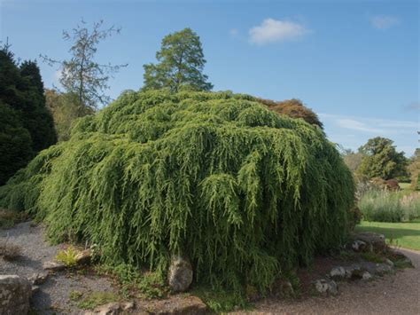 Guide To Weeping Hemlock Tree Care: Tips On Planting A Weeping Hemlock