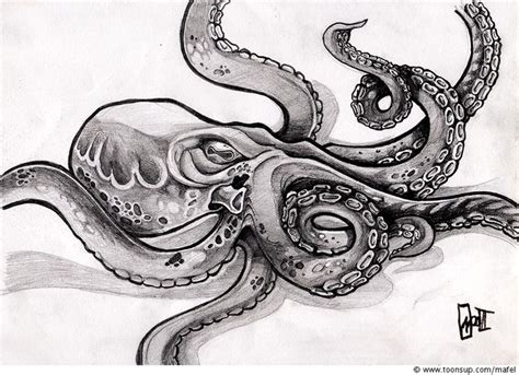 50+ Sketch Octopus Drawing Realistic PNG - Sketch