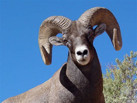 Bighorn Sheep Portrait Free Stock Photo - Public Domain Pictures