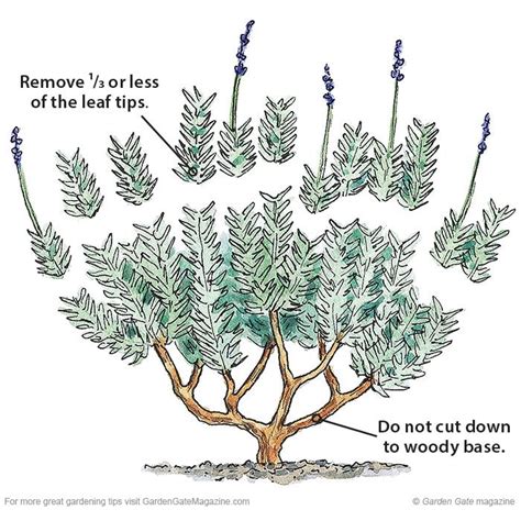 How to Prune Lavender | Lavender garden, Growing lavender, Plants