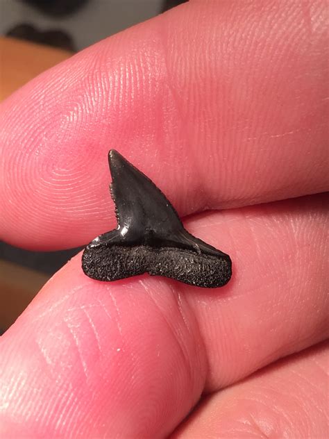 Shark Tooth ID Greater Hammerhead? - Fossil ID - The Fossil Forum