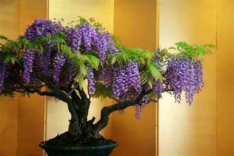 How To Grow A Wisteria Bonsai Tree - Grow A Bonsai Tree