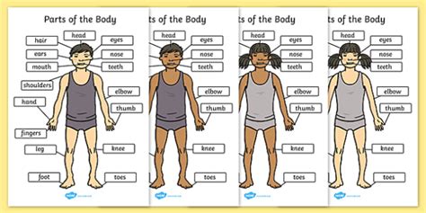The Body With Labels - Human Body Labelled (A4)