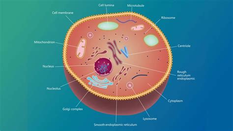 Centrioles: You Can't Divide Cells Without Them | HowStuffWorks