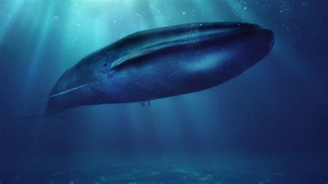 La supervivencia de la ballena azul, en jaque: come 4 toneladas al día de una especie en peligro