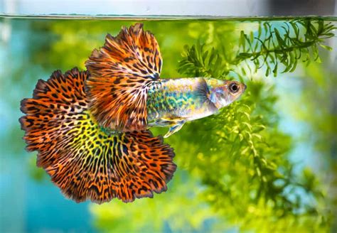 Why Are My Guppies At The Top Of The Tank? (7 Potential Reasons)