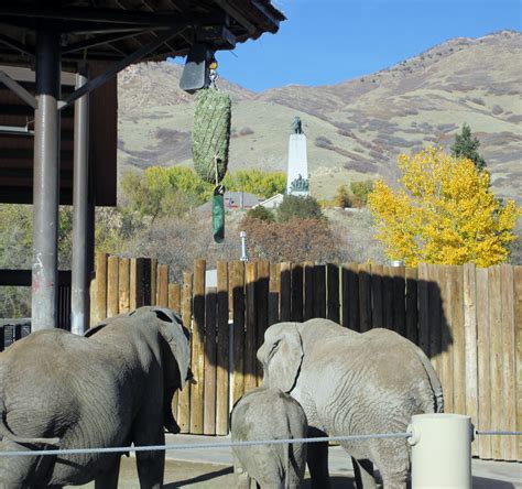 Elephants at Hogle Zoo in SLC, Utah with the "This is the Place" Monument in the background ...