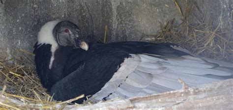 Andean Condors Nest on Camera | Outside My Window