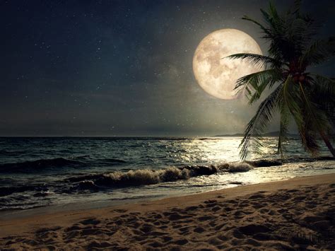 Download wallpaper 1280x960 beach, sand, night's moon, palm tree, nature, standard 4:3 ...