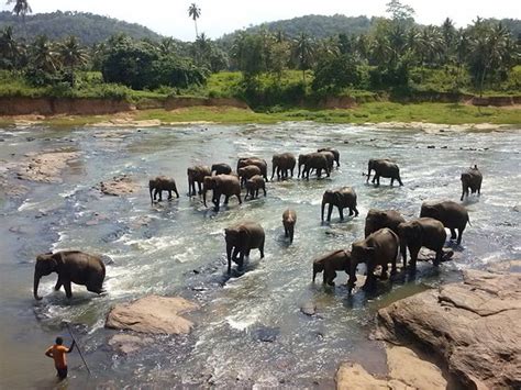 Pinnawala Elephant Orphanage - 2020 What to Know Before You Go (with Photos) - Tripadvisor