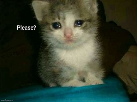 Sad cat please Blank Template - Imgflip