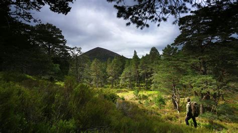 5 of the best walks from Aviemore – gateway to the Cairngorms | LFTO